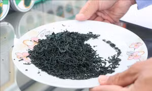 Trồng tảo xoắn thu lợi hàng tỷ đồng mỗi năm