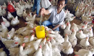 Khuyến cáo tiêm phòng cúm cho gia cầm để ngăn chặn đại dịch