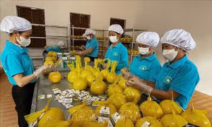 Hoà Bình xuất khẩu gần 11 tấn bưởi Diễn đầu tiên sang Vương Quốc Anh