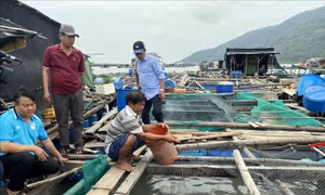 Kiên Giang: Giám sát chặt cá nuôi lồng bè và nhuyễn thể bị chết để chủ động ứng phó