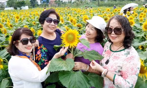 Cánh đồng hoa hướng dương rực rỡ sắc vàng thu hút du khách đến Quảng Ngãi