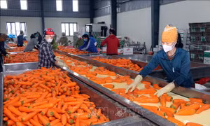 Hải Dương: Xuất khẩu cà rốt thuận lợi đầu năm