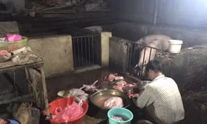 Lò mổ lợn không phép, nhiều lần bị xử phạt vẫn ngang nhiên hoạt động