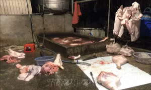 Chặn thực phẩm bẩn, kiểm soát tận khâu giết mổ