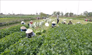 Nguồn cung nông sản, thực phẩm dồi dào đáp ứng nhu cầu dịp Tết