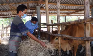 Gương làm kinh tế giỏi của đồng bào Raglai