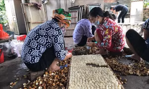 Trăn trở mùa nhãn chín - Bài 2: 'Lấy công làm lỗ' 