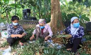 Trăn trở mùa nhãn chín - Bài 1: Điệp khúc 'cao hơn năm trước'