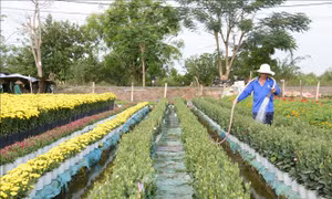 Bảo vệ vùng chuyên canh trái cây phục vụ Tết trước triều cường