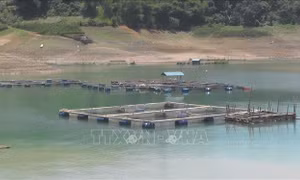 Thu nhập cao từ nuôi cá tầm trong lồng bè 