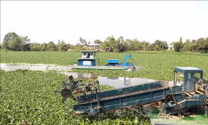 Máy cuộn lục bình mở lối cho dòng chảy và sinh kế