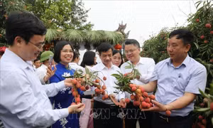 Nhà khoa học góp phần đưa thương hiệu vải thiều bay xa