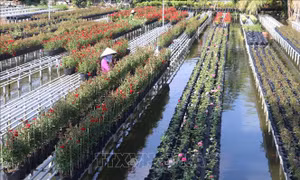 Đồng Tháp nâng cao chuỗi giá trị ngành hàng hoa kiểng