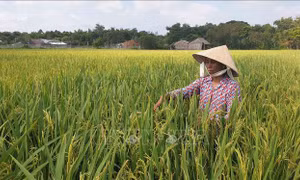Lúa Thu Đông được giá, nông dân lãi từ 12 - 15 triệu đồng/ha