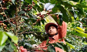 Thay đổi tập quán canh tác, đồng bào thiểu số nâng cao thu nhập từ trồng trọt