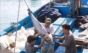 Ngư dân với 'lộc đầu năm' từ cá ngừ đại dương