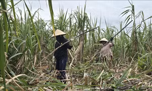 Người trồng mía với nỗi lo mất mùa, giảm giá