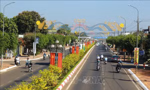 Độc đáo con đường hoa mai ở Bà Rịa - Vũng Tàu