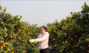 Làng nghề xứ Thanh tăng tốc cho vụ Tết