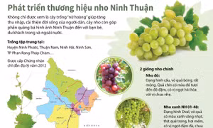 Phát triển thương hiệu nho Ninh Thuận