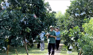 Nông nghiệp công nghệ cao tăng giá trị sản phẩm đặc sản địa phương