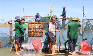 Ngành hàng cá tra hướng đến tăng trưởng bền vững