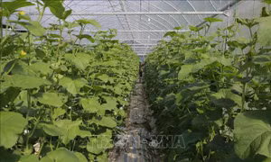 FLC sẽ đầu tư 1,5 tỷ USD vào nông nghiệp