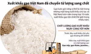 Xuất khẩu gạo Việt Nam đã chuyển từ lượng sang chất