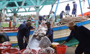 Khắc phục 'thẻ vàng' IUU - Bài 1: Gỡ vướng khâu xác nhận nguồn gốc nguyên liệu