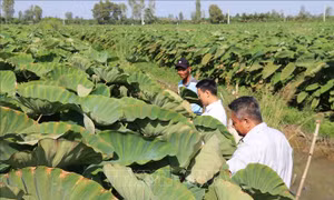 Đồng Tháp: Phát triển vùng chuyên canh khoai môn