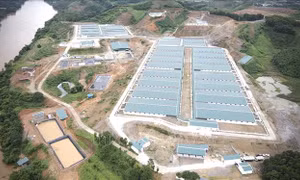 Xử phạt gần 300 triệu đồng đối với trang trại nuôi lợn gây ô nhiễm môi trường