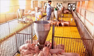 Ứng dụng khoa học vào chăn nuôi lợn ngoại khép kín an toàn sinh học