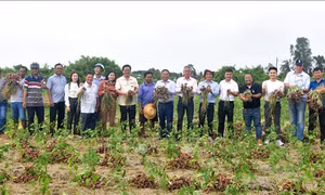 Hành tím Tết được mùa, được giá