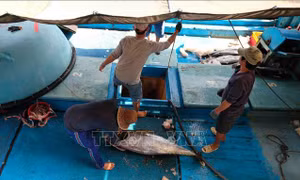 Ứng dụng tiến bộ kỹ thuật trên tàu khai thác thủy sản xa bờ