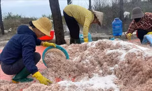 Trúng đậm mùa ruốc, ngư dân Quảng Trị thu về cả triệu đồng