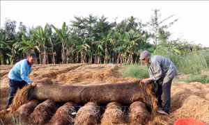 Tái sử dụng rơm rạ giúp gia tăng giá trị cây lúa