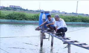 Mô hình kinh tế bền vững từ nuôi cá chạch đồng
