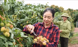 Giữ thương hiệu vải thiều bằng chất lượng và xuất khẩu chuyên nghiệp