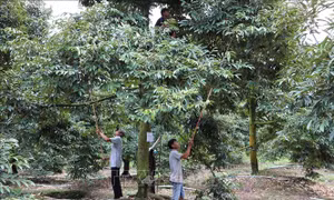 Hình thành chuỗi giá trị nông sản dựa trên lợi thế từng vùng