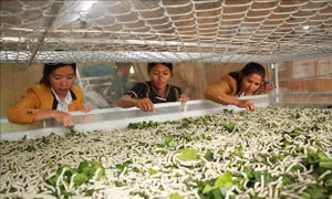 Phát triển trồng dâu nuôi tằm trong vùng đồng bào dân tộc thiểu số