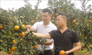 Cam Vinh từ đặc sản tươi đến công nghệ chế biến sâu 