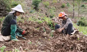 Dong riềng được mùa được giá