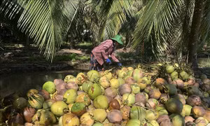 Giá dừa khô nguyên liệu tăng gấp đôi