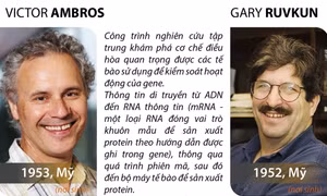 Giải Nobel Y sinh 2024 vinh danh 2 nhà khoa học người Mỹ 