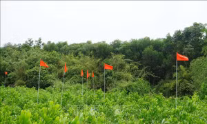 Làm sáng tỏ căn cứ xác minh thông tin mộ liệt sĩ tập thể tại khu vực Câu Nhi