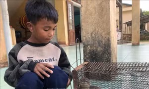 Quảng Trị tiếp nhận cá thể rái cá quý hiếm 