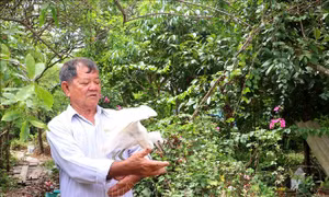Lão nông dành 2,6 ha đất cho đàn chim trời cư ngụ