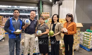 Lần đầu tiên trái bưởi Việt Nam có mặt tại thị trường Australia