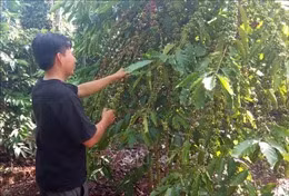 Trên 900 ha cà phê chè ở Lâm Đồng bị bọ xít muỗi tấn công