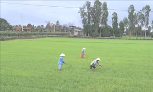 Thủ tướng đồng ý chuyển đổi mục đích sử dụng đất tại tỉnh Phú Thọ
